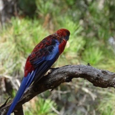 Platycercus elegans (Crimson Rosella) at Isaacs Ridge and Nearby - 7 Feb 2019 by Mike