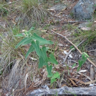 Oxypetalum coeruleum (Tweedia or Southern Star) at Isaacs Ridge and Nearby - 7 Feb 2019 by Mike