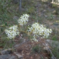 Bursaria spinosa subsp. lasiophylla (Australian Blackthorn) at Isaacs, ACT - 7 Feb 2019 by Mike