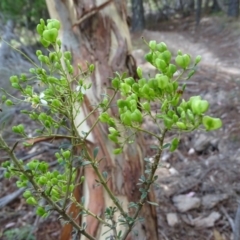 Bursaria spinosa subsp. lasiophylla at Isaacs, ACT - 8 Feb 2019