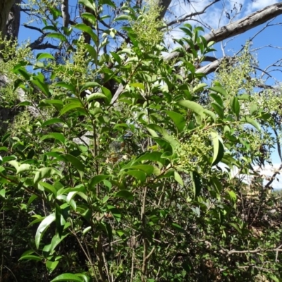 Ligustrum lucidum (Large-leaved Privet) at Isaacs Ridge and Nearby - 7 Feb 2019 by Mike