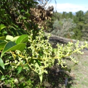 Ligustrum lucidum at Isaacs, ACT - 8 Feb 2019 10:27 AM