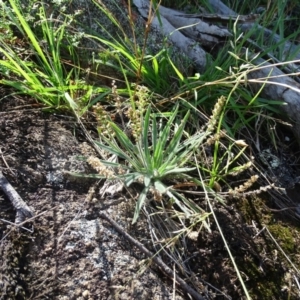 Plantago debilis at Isaacs, ACT - 8 Feb 2019