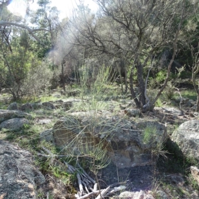 Allocasuarina verticillata (Drooping Sheoak) at Isaacs Ridge and Nearby - 7 Feb 2019 by Mike