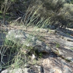 Allocasuarina verticillata at Isaacs, ACT - 8 Feb 2019 10:26 AM