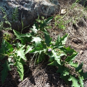 Solanum cinereum at Isaacs, ACT - 8 Feb 2019