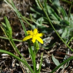 Hypoxis hygrometrica var. villosisepala (Golden Weather-grass) at Isaacs Ridge and Nearby - 7 Feb 2019 by Mike