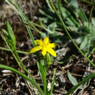 Hypoxis hygrometrica var. villosisepala (Golden Weather-grass) at Isaacs, ACT - 7 Feb 2019 by Mike