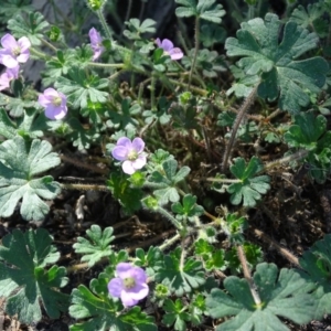 Geranium solanderi var. solanderi at Isaacs, ACT - 8 Feb 2019