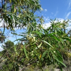 Acacia implexa (Hickory Wattle, Lightwood) at Isaacs, ACT - 8 Feb 2019 by Mike