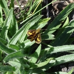 Ocybadistes walkeri (Green Grass-dart) at Isaacs, ACT - 8 Feb 2019 by Mike