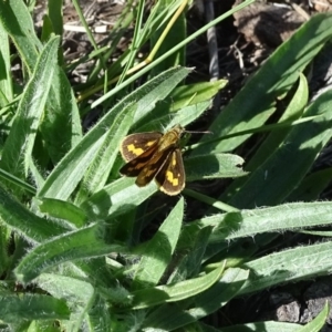 Ocybadistes walkeri at Isaacs, ACT - 8 Feb 2019 10:10 AM