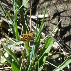 Ocybadistes walkeri at Isaacs, ACT - 8 Feb 2019 10:10 AM