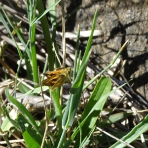 Ocybadistes walkeri at Isaacs, ACT - 8 Feb 2019