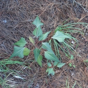 Brachychiton populneus subsp. populneus at Isaacs, ACT - 8 Feb 2019