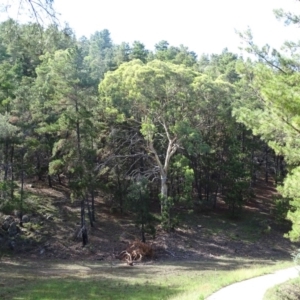 Eucalyptus polyanthemos at Isaacs Ridge - 8 Feb 2019