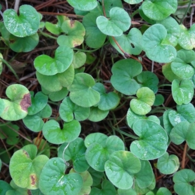 Dichondra repens (Kidney Weed) at Isaacs, ACT - 7 Feb 2019 by Mike