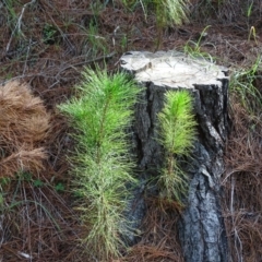 Pinus radiata (Monterey or Radiata Pine) at Isaacs Ridge and Nearby - 7 Feb 2019 by Mike