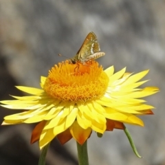 Taractrocera papyria (White-banded Grass-dart) at ANBG - 8 Feb 2019 by RodDeb