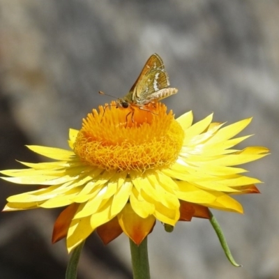 Taractrocera papyria (White-banded Grass-dart) at ANBG - 8 Feb 2019 by RodDeb