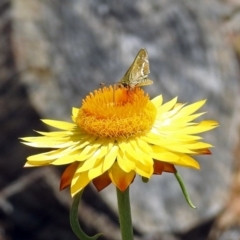 Taractrocera papyria at Acton, ACT - 8 Feb 2019