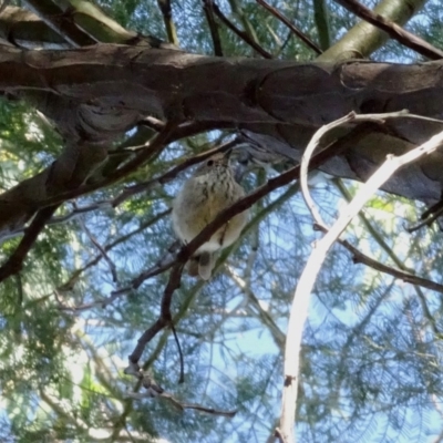 Acanthiza pusilla (Brown Thornbill) at Red Hill Nature Reserve - 9 Feb 2019 by TomT