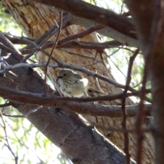 Acanthiza pusilla at Red Hill, ACT - 10 Feb 2019 10:21 AM