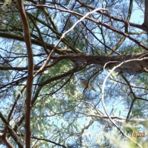 Acanthiza pusilla at Red Hill, ACT - 10 Feb 2019 10:21 AM