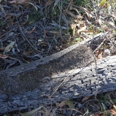 Papyrius nitidus (Shining Coconut Ant) at Mount Mugga Mugga - 9 Feb 2019 by Mike