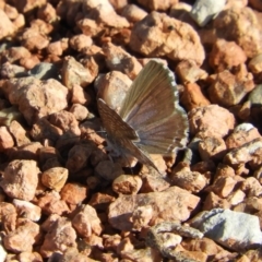 Theclinesthes serpentata at Fyshwick, ACT - 9 Feb 2019 09:08 AM