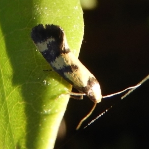 Olbonoma triptycha at Flynn, ACT - 10 Feb 2019 07:33 AM