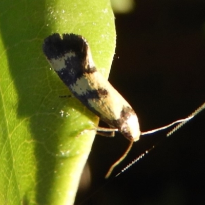 Olbonoma triptycha (Chezela Group) at Flynn, ACT - 10 Feb 2019 by Christine