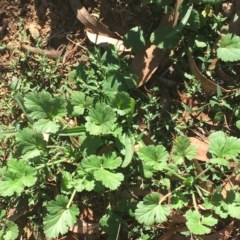 Erodium crinitum (Native Crowfoot) at Hughes Garran Woodland - 9 Feb 2019 by ruthkerruish