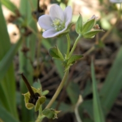 Geranium sp. Pleated sepals (D.E.Albrecht 4707) Vic. Herbarium (Naked Crane's-bill) at Cook, ACT - 7 Feb 2019 by CathB
