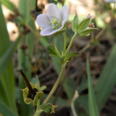 Geranium sp. Pleated sepals (D.E.Albrecht 4707) Vic. Herbarium (Naked Crane's-bill) at Cook, ACT - 7 Feb 2019 by CathB