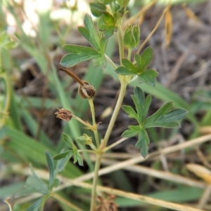 Geranium sp. Pleated sepals (D.E.Albrecht 4707) Vic. Herbarium at Cook, ACT - 7 Feb 2019 09:41 AM