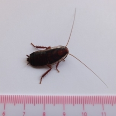 Drymaplaneta communis at Kambah, ACT - 7 Feb 2019 02:31 PM