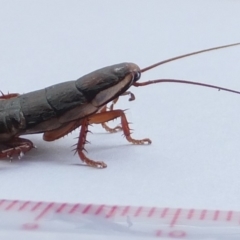 Drymaplaneta communis at Kambah, ACT - 7 Feb 2019 02:31 PM