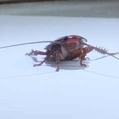 Drymaplaneta communis at Kambah, ACT - 7 Feb 2019 02:31 PM