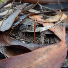 Corunastylis cornuta (Horned Midge Orchid) at Aranda, ACT - 8 Feb 2019 by CathB