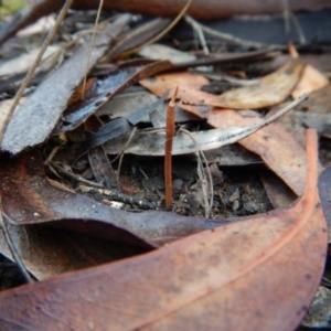 Corunastylis cornuta at Aranda, ACT - suppressed