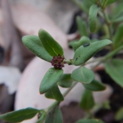 Opercularia hispida (Hairy Stinkweed) at Cook, ACT - 1 Feb 2019 by CathB