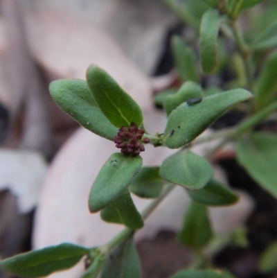 Opercularia hispida (Hairy Stinkweed) at Cook, ACT - 2 Feb 2019 by CathB