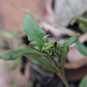 Opercularia hispida at Cook, ACT - 2 Feb 2019