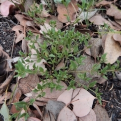 Opercularia hispida at Cook, ACT - 2 Feb 2019 08:45 AM