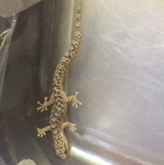Christinus marmoratus (Southern Marbled Gecko) at Pialligo, ACT - 10 Feb 2019 by Sallyh