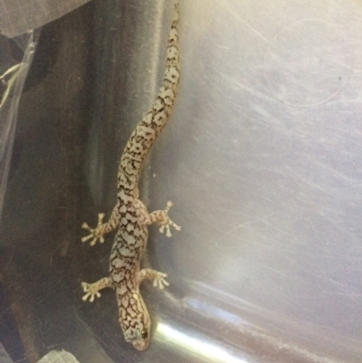 Christinus marmoratus (Southern Marbled Gecko) at Pialligo, ACT - 9 Feb 2019 by Sallyh