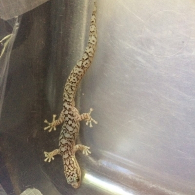 Christinus marmoratus (Southern Marbled Gecko) at Pialligo, ACT - 10 Feb 2019 by Sallyh