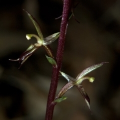 Acianthus exsertus (Large Mosquito Orchid) at Falls Creek, NSW - 25 Apr 2009 by AlanS