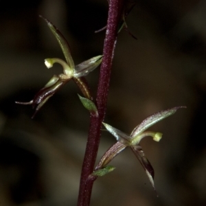 Acianthus exsertus at Falls Creek, NSW - suppressed